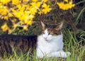 Cat Relaxes Under Bright Flower Bush In Home Garden Royalty Free Stock Photo