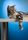 Cat relaxing Royalty Free Stock Photo