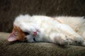 Cat relaxing Royalty Free Stock Photo