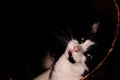 A cat relaxing in a basket and looking up into the camera, showing off its vampire like fangs. Royalty Free Stock Photo