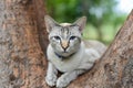 Cat relaxing on branch of tree, White stray cat in public park