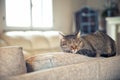 Cat relaxing on couch Royalty Free Stock Photo