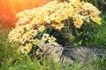 Cat relaxing on flower lawn