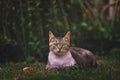 Cat relaxing in the garden