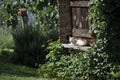 Cat relaxing in a garden Royalty Free Stock Photo