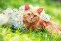 Cat relaxing on the grass near lilac flowers Royalty Free Stock Photo