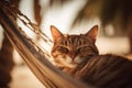 Cat relaxing in hammock at beach in summer. Generative AI Royalty Free Stock Photo