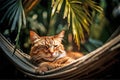 Cat relaxing in hammock at beach in summer. ion Royalty Free Stock Photo