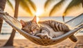 Cat Relaxing in Hammock at Sunset Royalty Free Stock Photo