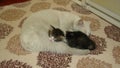 Cat relaxing Mom and animal baby. Mom white cat with its black kitten Motherhood Cats. Cat inside, Home, House. Birth of new life