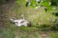 Cat relaxing outdoors lying on back Royalty Free Stock Photo