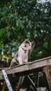 Cat relaxing on the roof of the house alone