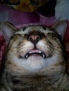 Sleepy Cat Royalty Free Stock Photo