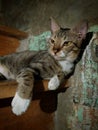 The cat is relaxing on the stairs