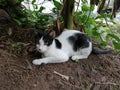 Cat relaxing under shadow Royalty Free Stock Photo