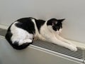 Cat relaxing on a warm radiator