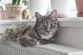 Cat relaxing on the warm radiator Royalty Free Stock Photo