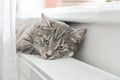 Cat relaxing on the warm radiator Royalty Free Stock Photo