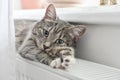 Cat relaxing on the warm radiator