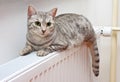 Cat relaxing on a warm radiator Royalty Free Stock Photo