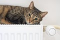 Cat relaxing on a warm radiator