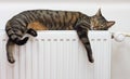 Cat relaxing on a warm radiator