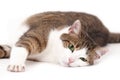 Cat relaxing Royalty Free Stock Photo