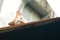 Cat rest on roof top Royalty Free Stock Photo