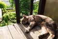 Domestic gray cat sleeping on a wooden balcony Royalty Free Stock Photo