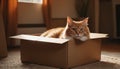 Cat resting in cardboard box in a home environment during the day for comfort and security. The cat is attracted to Royalty Free Stock Photo