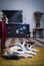 Cat resting on carpet Royalty Free Stock Photo