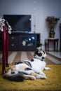 Cat resting on carpet Royalty Free Stock Photo
