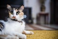 Cat resting on carpet Royalty Free Stock Photo