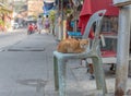 Cat on a Chair