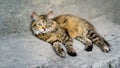 Cat is resting on the cool stone on a hot day