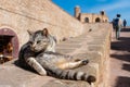 Cat Resting on the Fortified City Walls of Essaouira Morocco Royalty Free Stock Photo