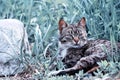 Cat resting in the grass worriedly raised her head Royalty Free Stock Photo