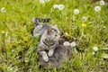 A cat resting on the grass Royalty Free Stock Photo