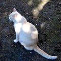 Cat resting. Green leave in the garden, in springtime Royalty Free Stock Photo