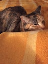 Young Female Tortie Cat on blanket