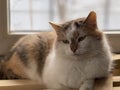 The cat is resting near the window, at home. Cute cat lies at the window and rests at home on a quiet day