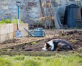 Cat Resting In Rustic Home Vegetable Patch Garden. Pet Animal Asleep Royalty Free Stock Photo
