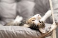 Cat resting, sleeping, relaxing hanging home rope swing Scandinavian interior. cat face lying on the fabric. muzzle sleeping cat Royalty Free Stock Photo