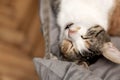 Cat resting, sleeping, relaxing hanging home rope swing Scandinavian interior. cat face lying on the fabric. muzzle sleeping cat Royalty Free Stock Photo