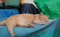 A cat resting and sleeping under sunshine Royalty Free Stock Photo