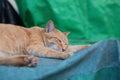 A cat resting and sleeping under sunshine Royalty Free Stock Photo