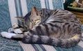A cat resting and sleeping under sunshine Royalty Free Stock Photo