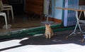 A cat resting and sleeping under sunshine Royalty Free Stock Photo