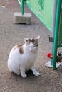 A cat resting and sleeping under sunshine Royalty Free Stock Photo