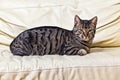 Cat resting on the sofa Royalty Free Stock Photo